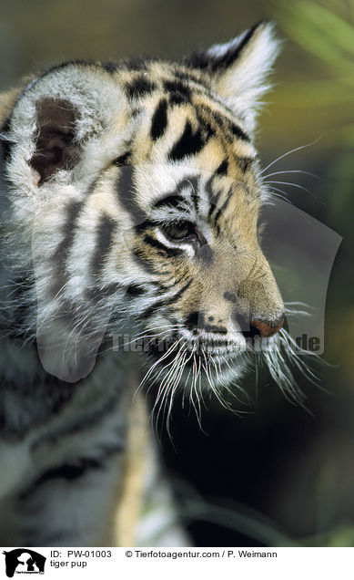 tiger pup / PW-01003