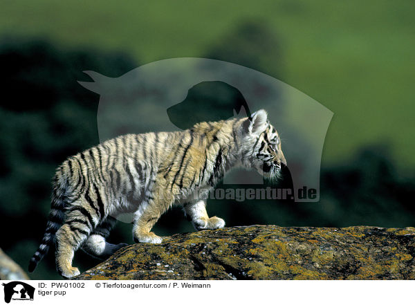 tiger pup / PW-01002