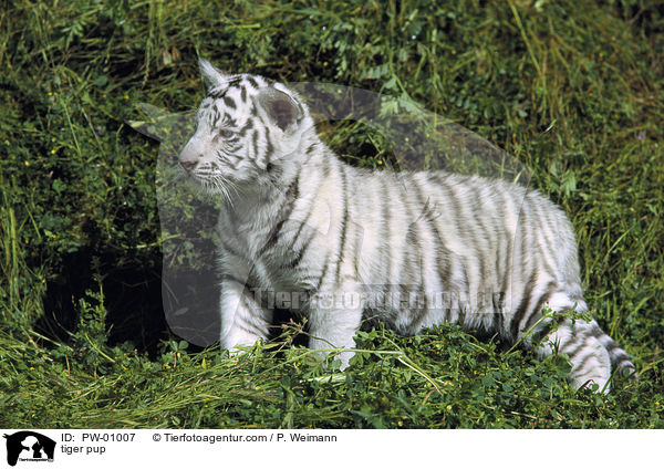 tiger pup / PW-01007