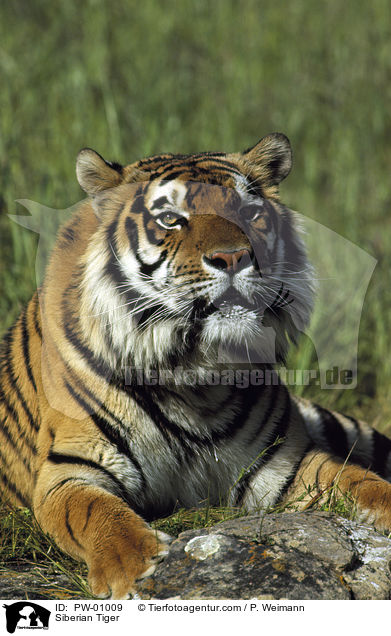 Siberian Tiger / PW-01009