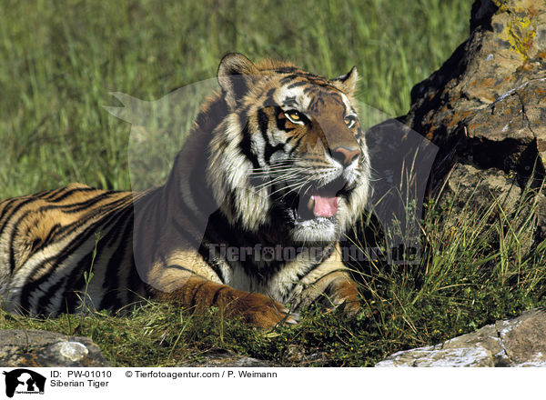Siberian Tiger / PW-01010