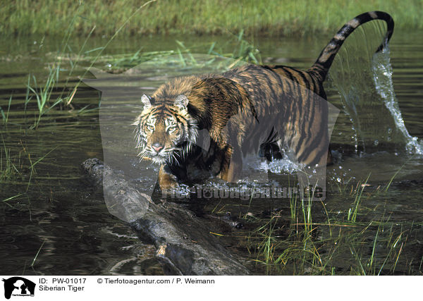 Siberian Tiger / PW-01017