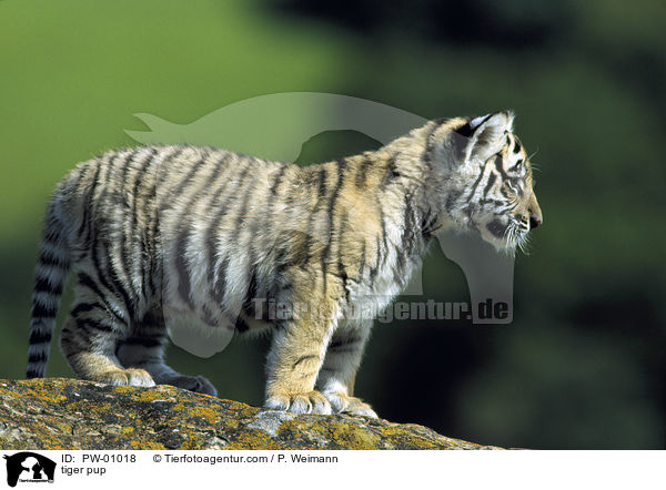 tiger pup / PW-01018
