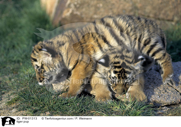 Tiger Welpe / tiger pup / PW-01313