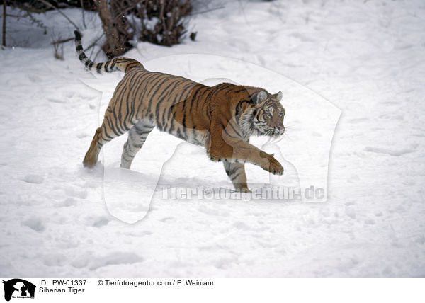 Siberian Tiger / PW-01337