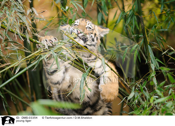 young tiger / DMS-03354