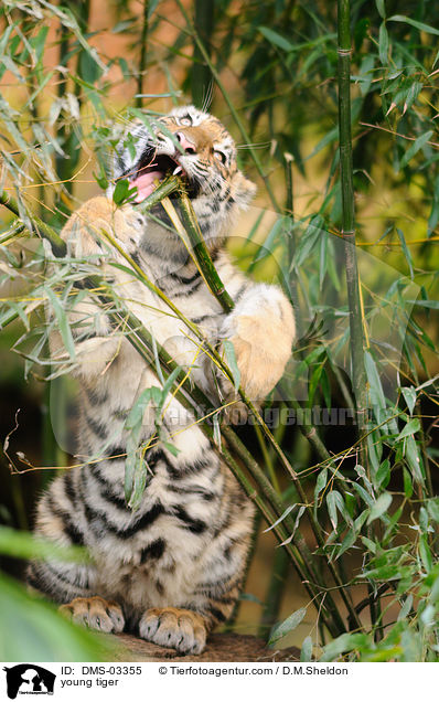 young tiger / DMS-03355