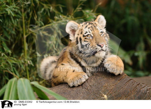 junger Tiger / young tiger / DMS-03362