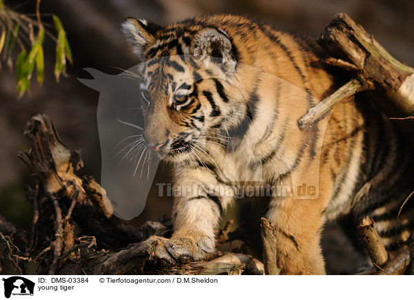 young tiger / DMS-03384