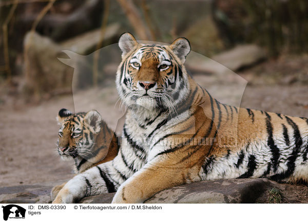 tigers / DMS-03390