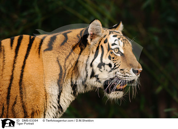 Tiger Portrait / DMS-03394