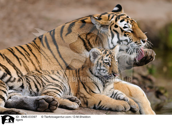 tigers / DMS-03397