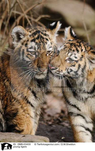young tigers / DMS-03400