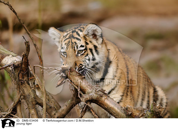 young tiger / DMS-03406