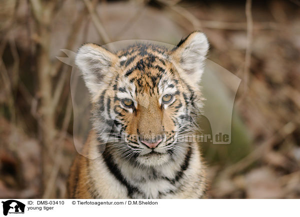 young tiger / DMS-03410