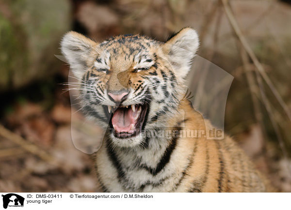 young tiger / DMS-03411