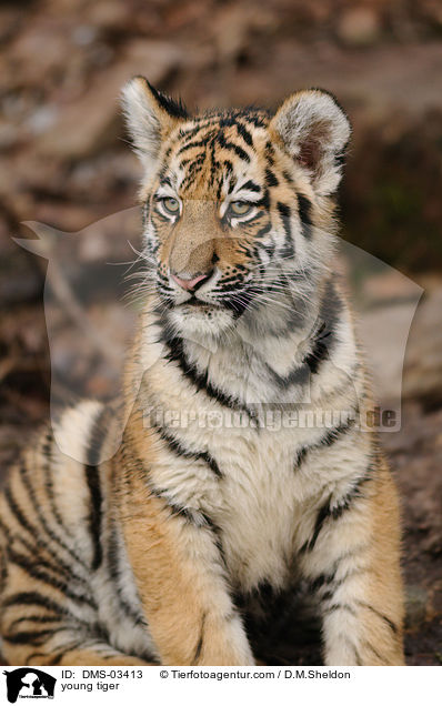 young tiger / DMS-03413
