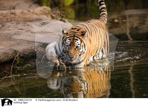 bathing tiger / DMS-03416