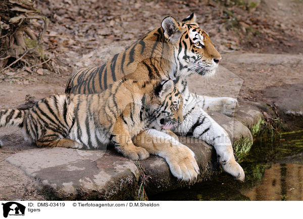 Tiger / tigers / DMS-03419
