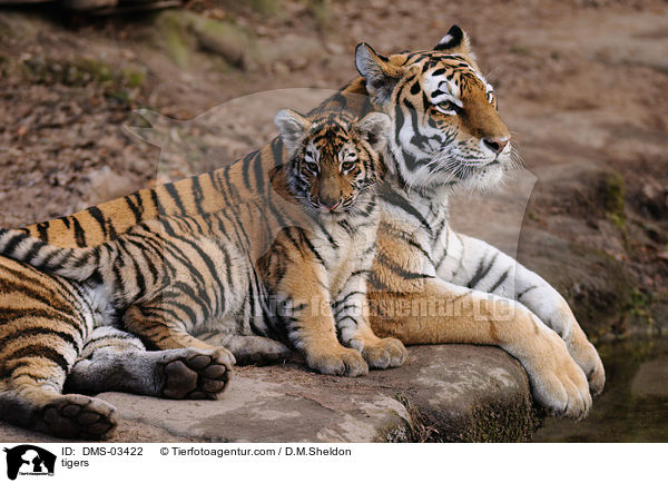 tigers / DMS-03422