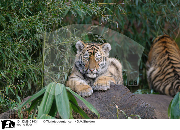 young tiger / DMS-03431