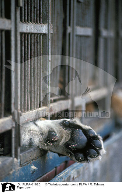 Tiger Pfote / Tiger paw / FLPA-01620