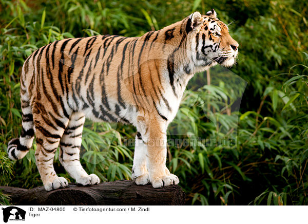 Tiger / MAZ-04800