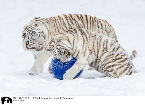 weie Tiger / white Tiger / JG-01210