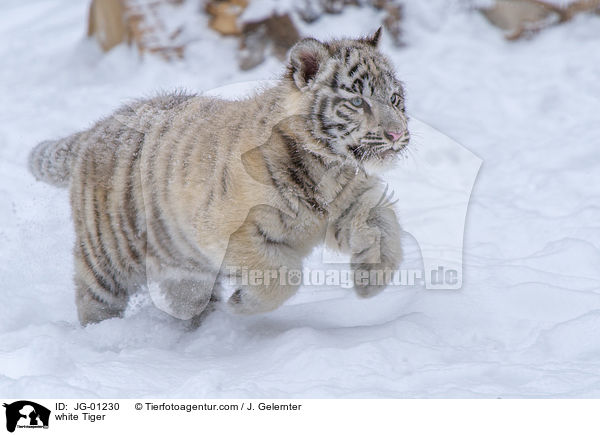 weier Tiger / white Tiger / JG-01230
