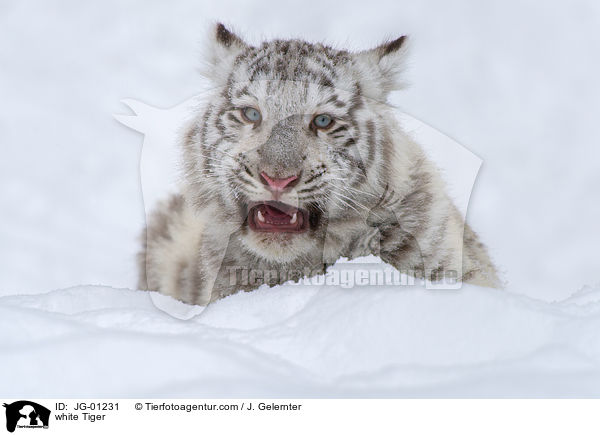 weier Tiger / white Tiger / JG-01231