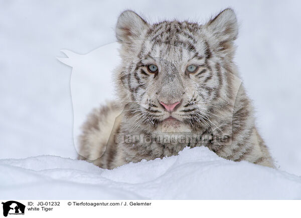 white Tiger / JG-01232