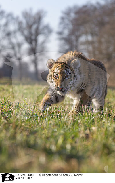 junger Tiger / young Tiger / JM-04851