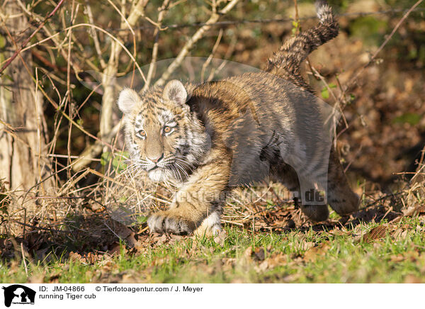 rennender junger Tiger / running Tiger cub / JM-04866