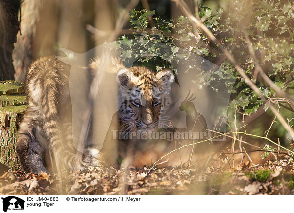junger Tiger / young Tiger / JM-04883