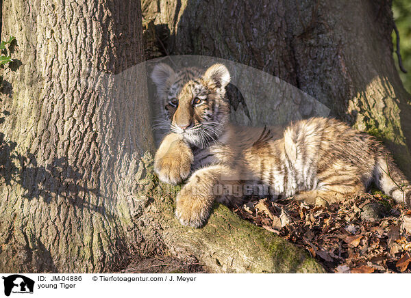 junger Tiger / young Tiger / JM-04886