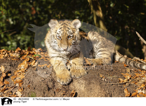 junger Tiger / young Tiger / JM-04892
