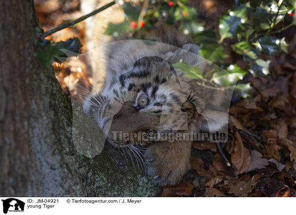 junger Tiger / young Tiger / JM-04921