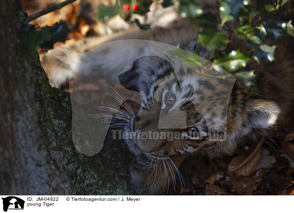 junger Tiger / young Tiger / JM-04922