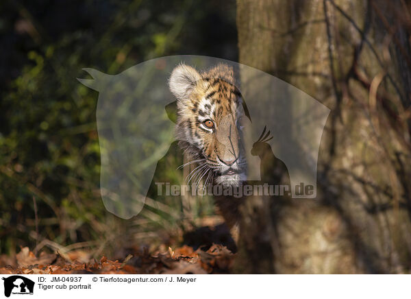 junger Tiger Portrait / Tiger cub portrait / JM-04937