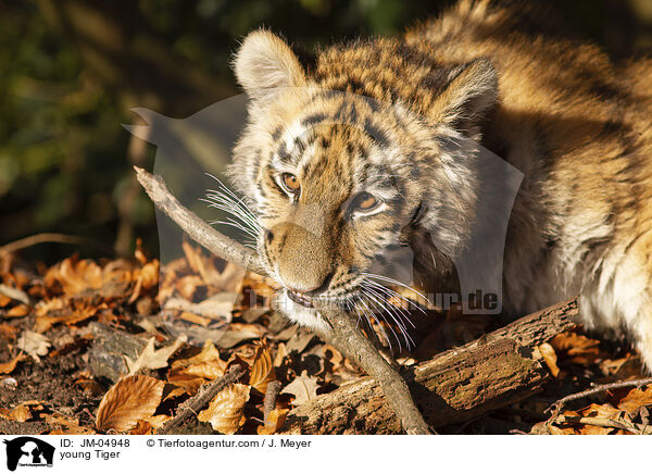 junger Tiger / young Tiger / JM-04948