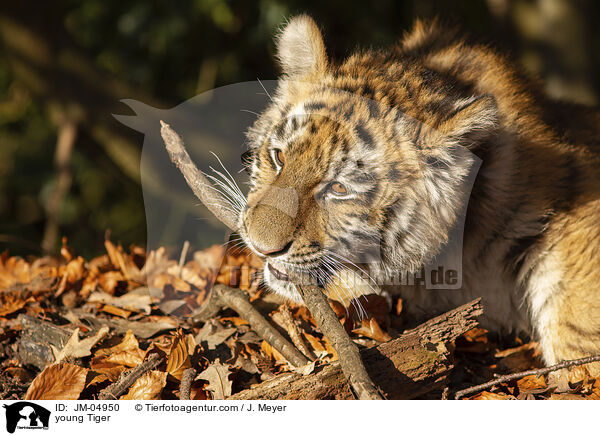 junger Tiger / young Tiger / JM-04950