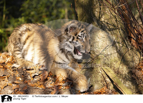 junger Tiger / young Tiger / JM-04953