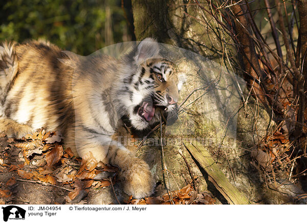 junger Tiger / young Tiger / JM-04954