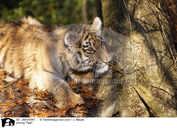 junger Tiger / young Tiger / JM-04961