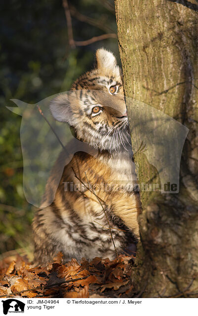 junger Tiger / young Tiger / JM-04964