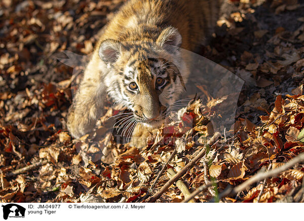 junger Tiger / young Tiger / JM-04977