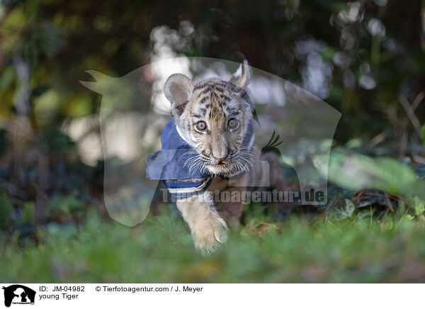junger Tiger / young Tiger / JM-04982