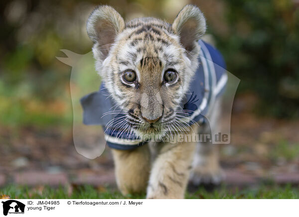 junger Tiger / young Tiger / JM-04985