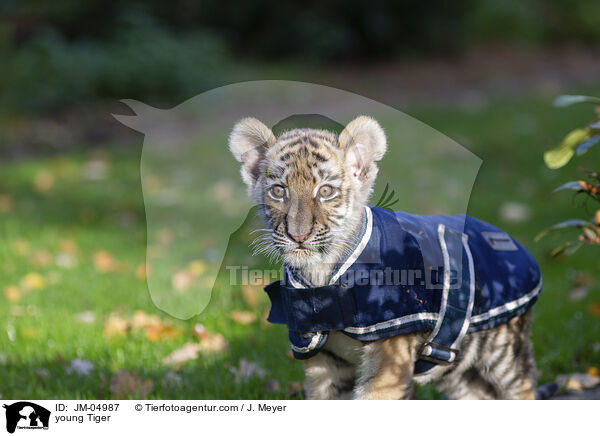 junger Tiger / young Tiger / JM-04987