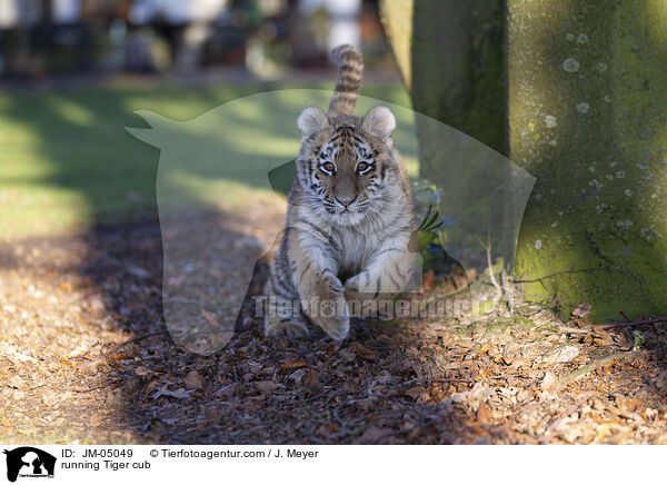 rennender junger Tiger / running Tiger cub / JM-05049